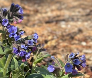 [プルモナリア] 毎年開園前に満開になるので、花を誰にも見てもらえないハーブ。 春先の霜や凍結にも傷まずに咲きながら成長する姿と美しいブルー花には元気をもらう。 今年は降雪（雨）が少なかった為か、例年の半分しか背丈が伸びていない。 咲き始めはピンク色で次第に青色に変わり変色が楽しめる。 まだ彩の少ない3月に咲くので、寒冷地での庭植えにおすすめのハーブ。 丈夫でよく増える多年草。 